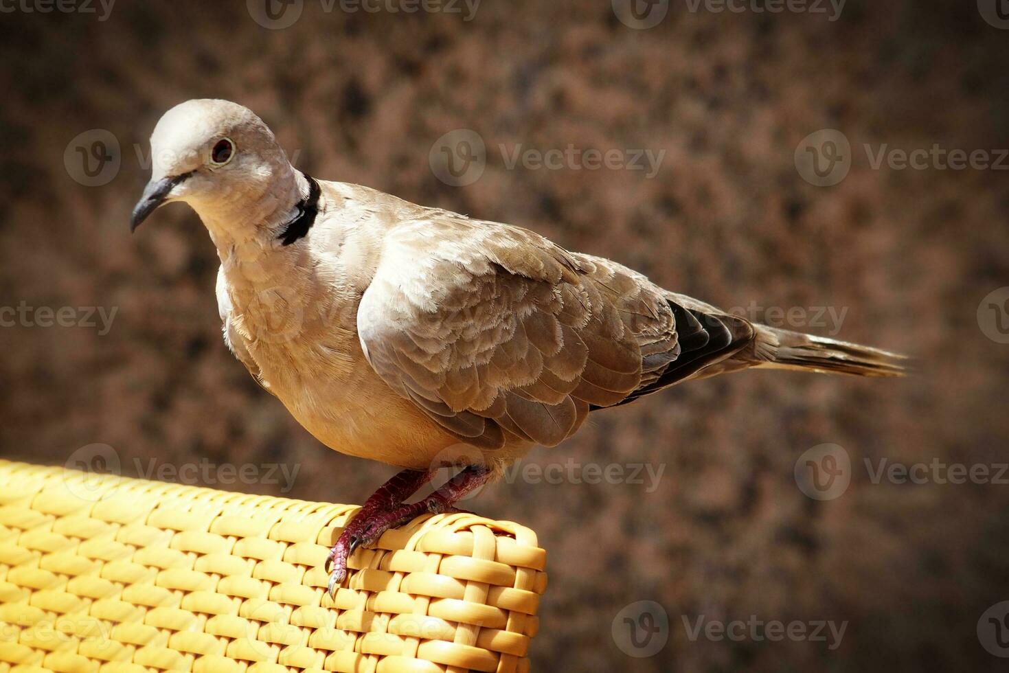 wild free bird pigeon sitting on a chair in a cafe by the ocean on a warm summer day photo