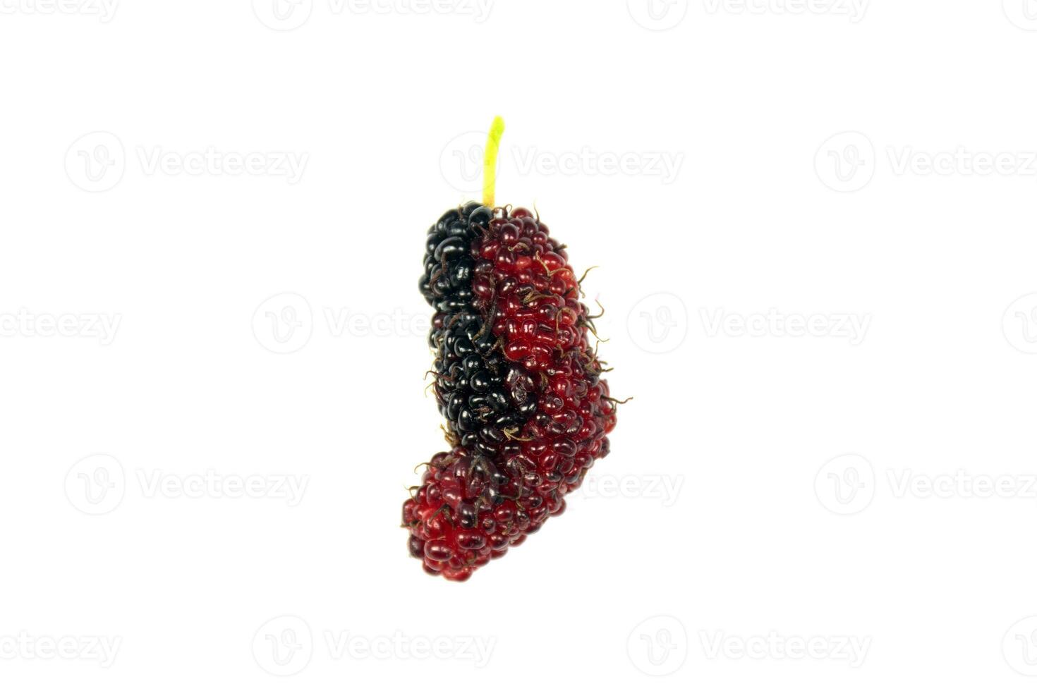 fresh mulberry fruit photo