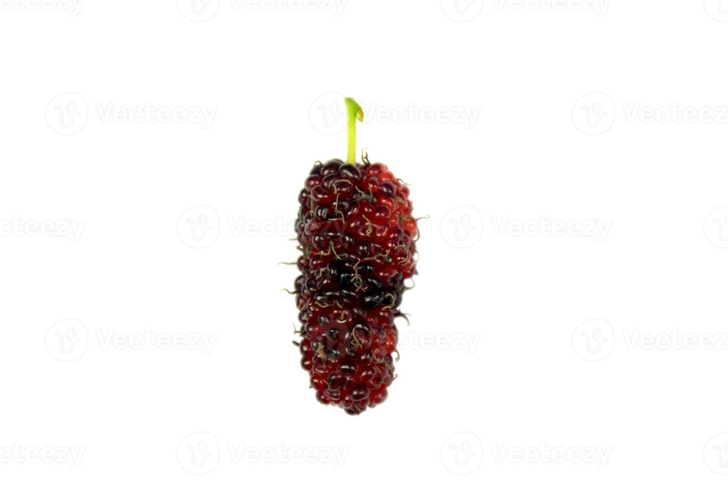 fresh mulberry fruit photo