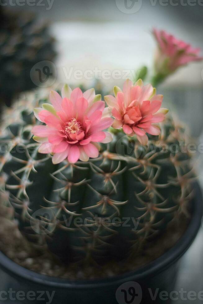 cactus in pot with flower. home plant decoration concept. photo