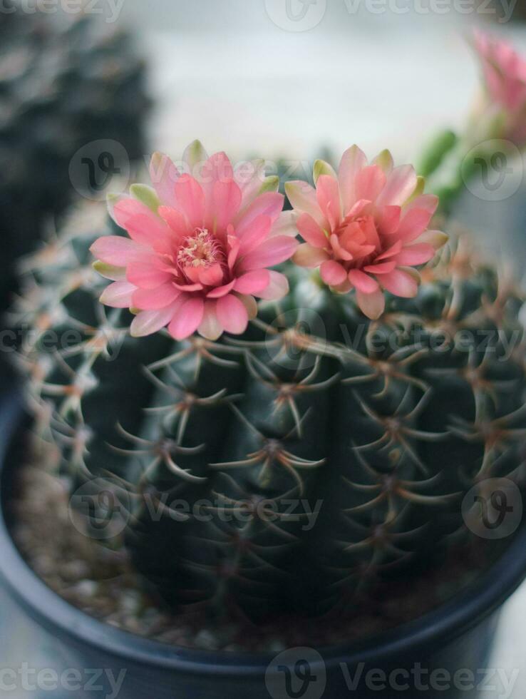 cactus en maceta con flor. concepto de decoración de plantas caseras. foto