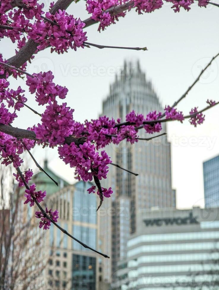Spring blossoming plant and flower in charlotte north carolina photo