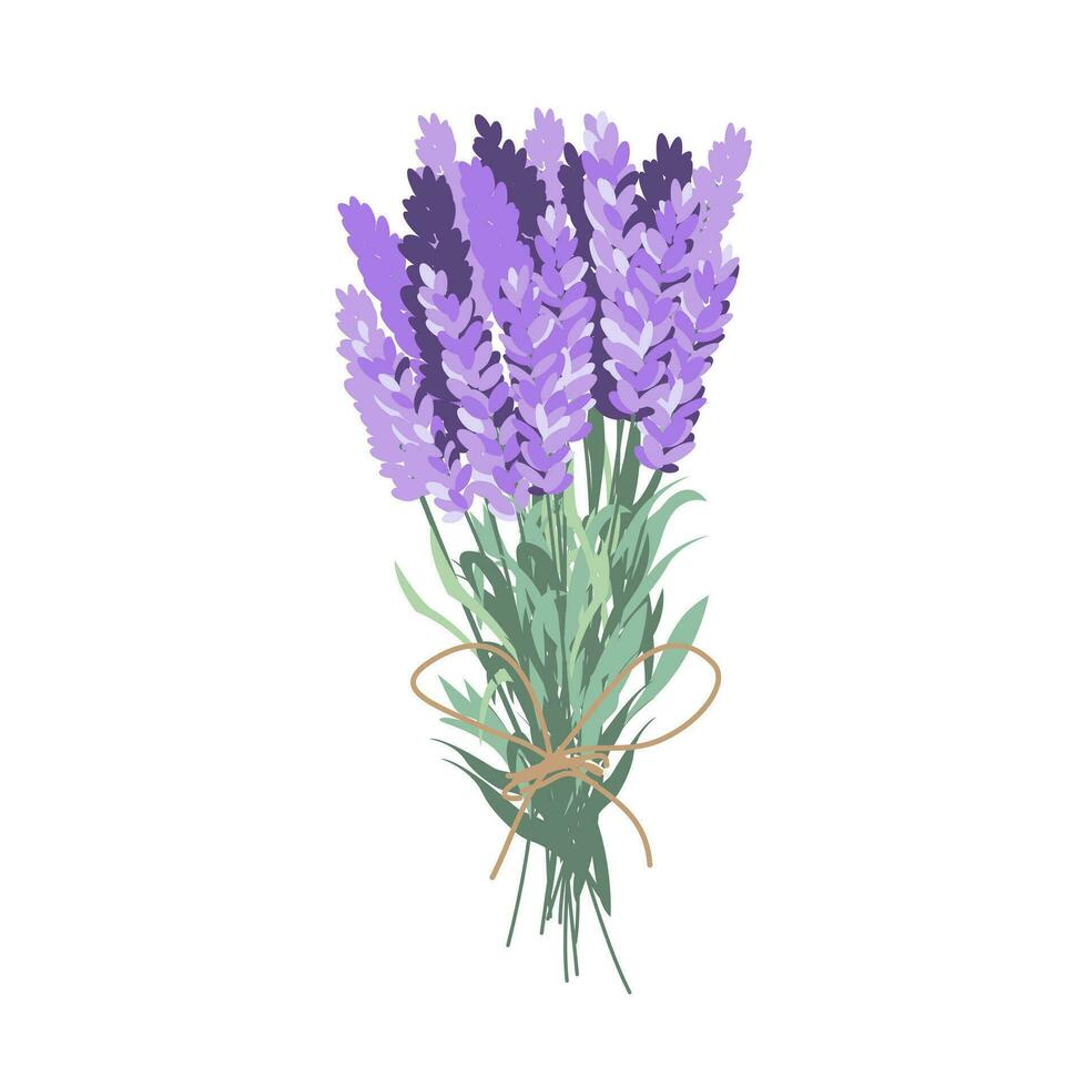 lavanda ramo. cosecha lavanda. vector