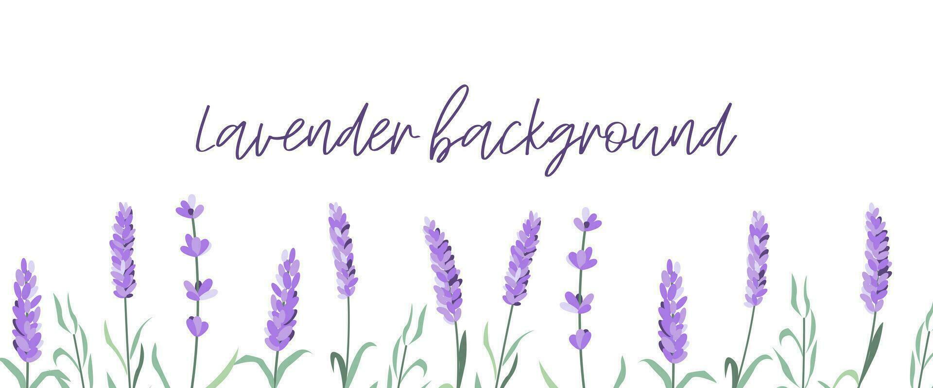 Set of lavender flowers elements. Lavender background. Collection of lavender flowers vector