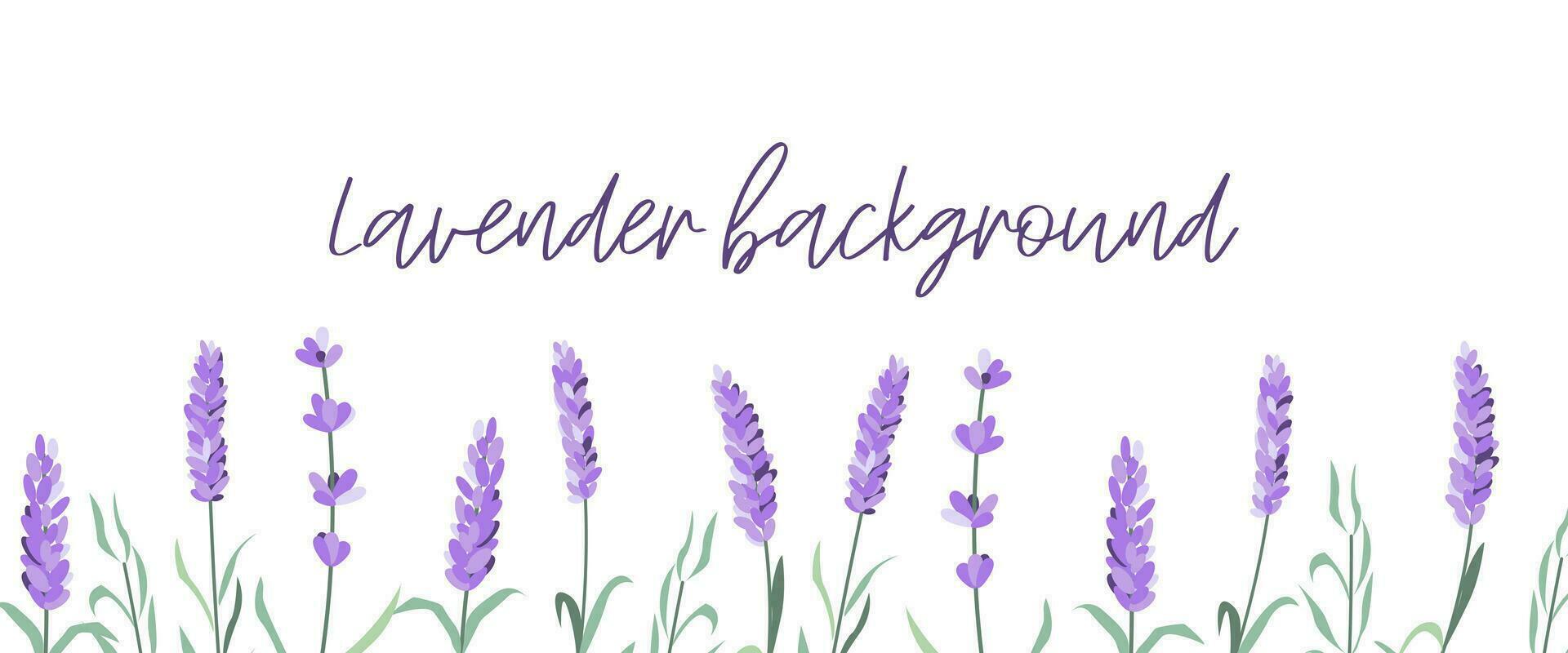 Set of lavender flowers elements. Lavender background. Collection of lavender flowers vector