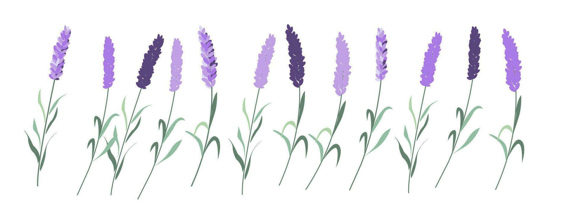 Lavenders, Provence flowers set. French floral herbs. Colored botanical collection. vector