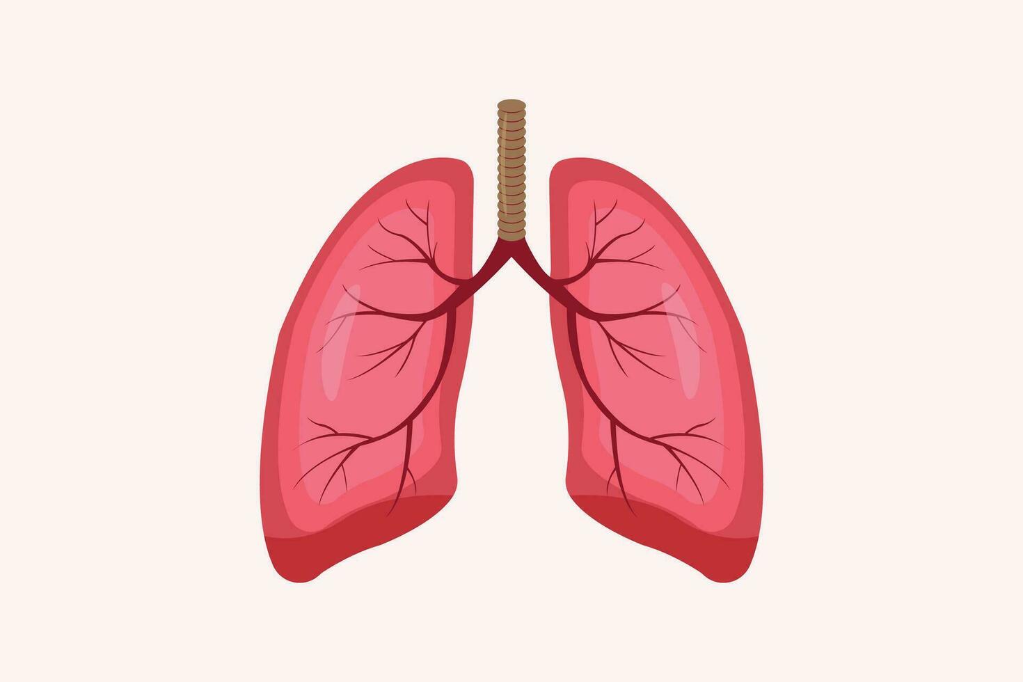 illustration of humans lung isolated on white background. education illustration. eps 10 vector