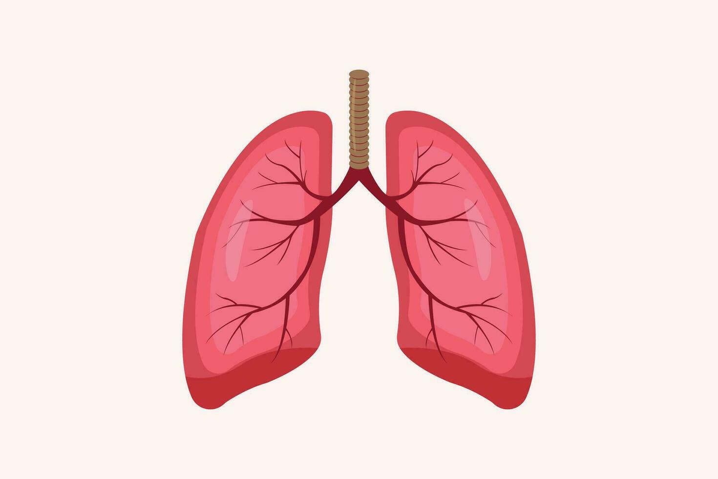 illustration of humans lung isolated on white background. education illustration. eps 10 vector