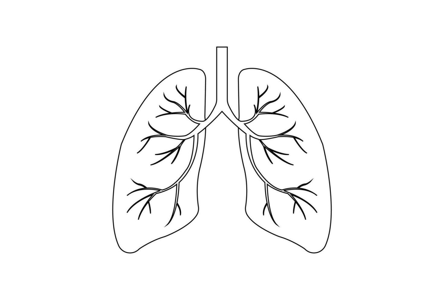 Human lungs outline icon on white background. education illustration. eps 10 vector