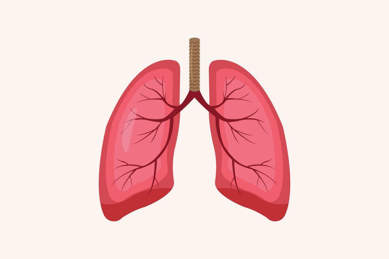 illustration of humans lung isolated on white background. education illustration. eps 10 vector