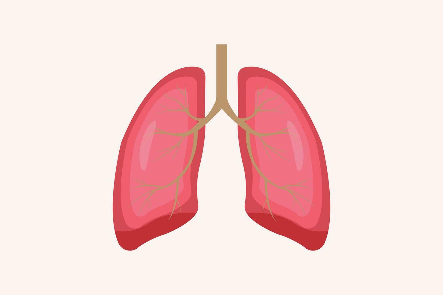 illustration of humans lung isolated on white background. education illustration. eps 10 vector