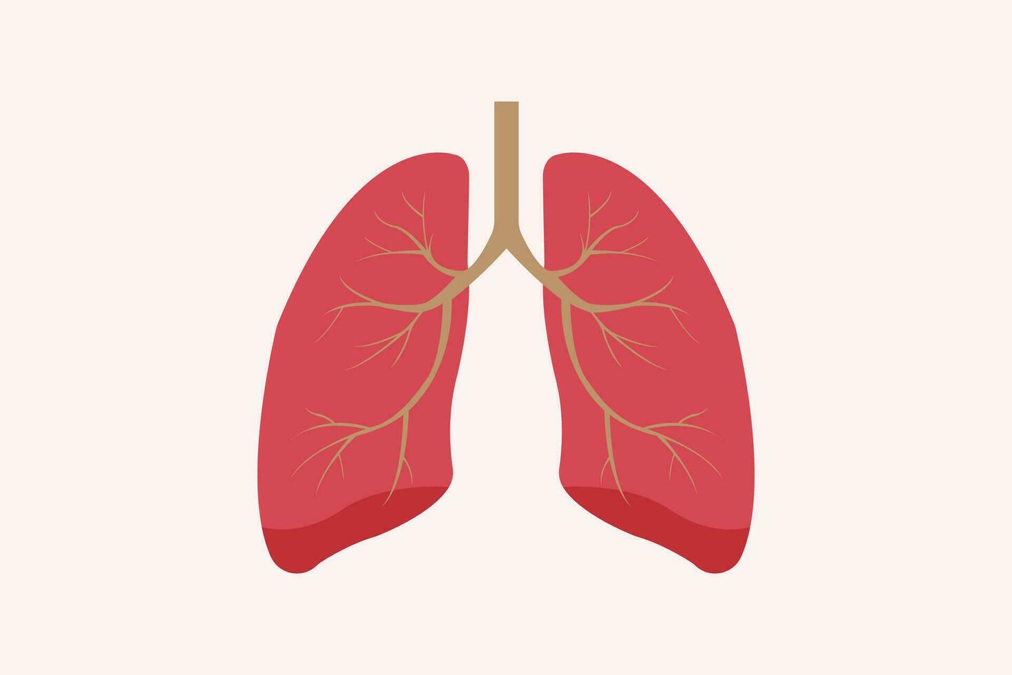 illustration of humans lung isolated on white background. education illustration. eps 10 vector