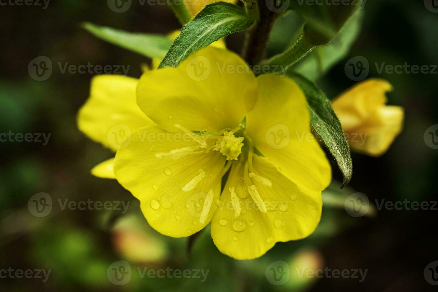 Yellow Evening Primrose flowers and green leaves on dark blurry background top down plant view photo