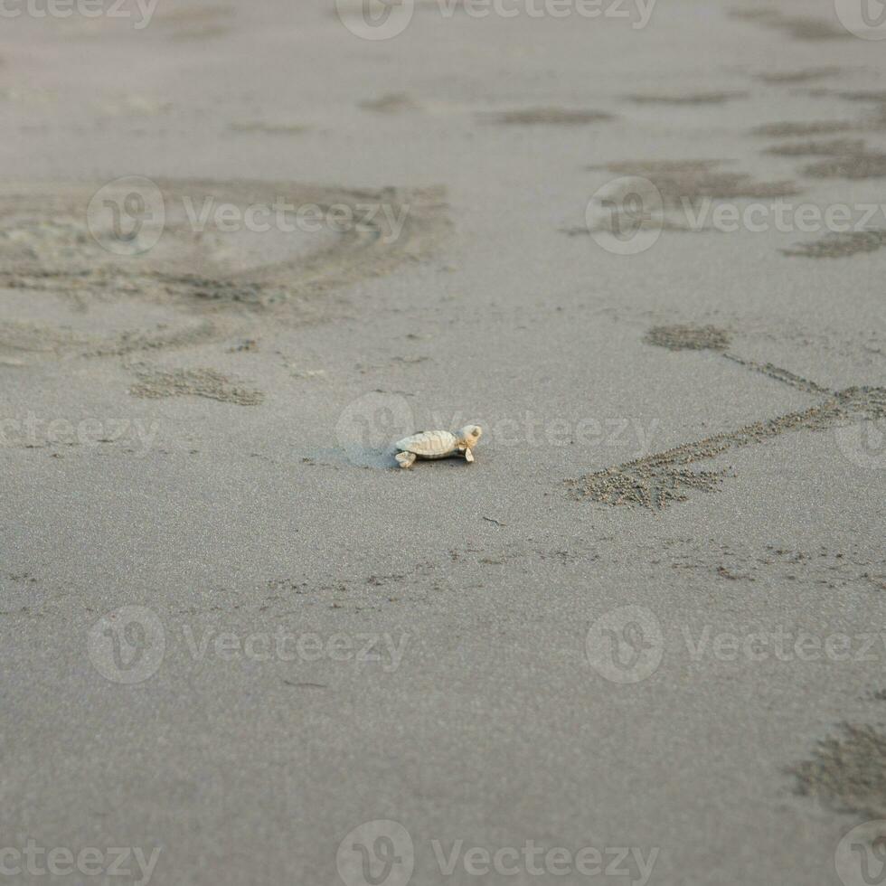 Olive Ridley sea turtle taking first step photo