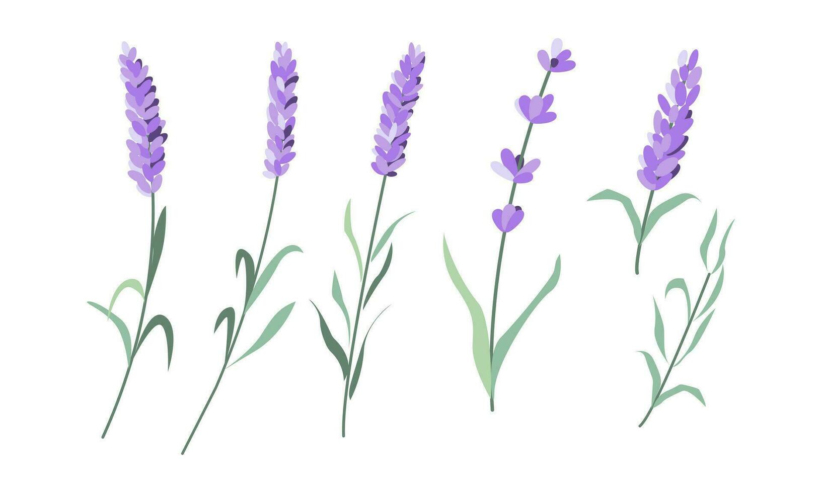 Lavenders, Provence flowers set. French floral herbs. Colored botanical collection. vector