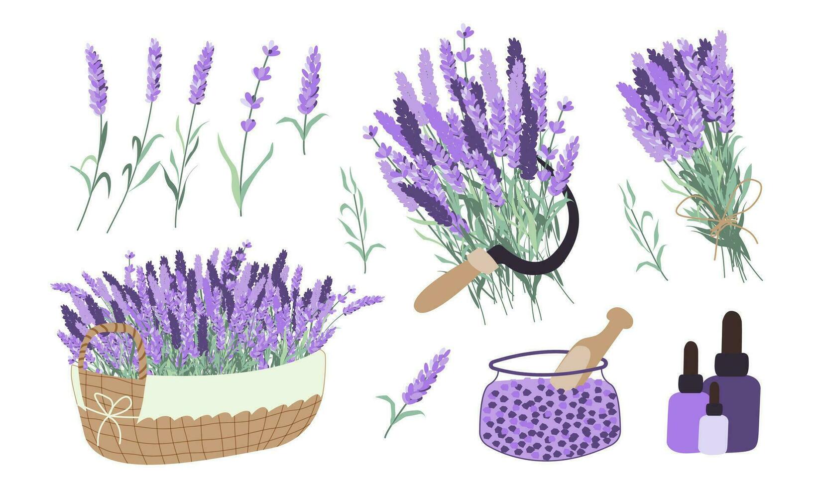 Harvesting lavender collection. Basket with lavender, oil, bouquet, sickle, salt vector