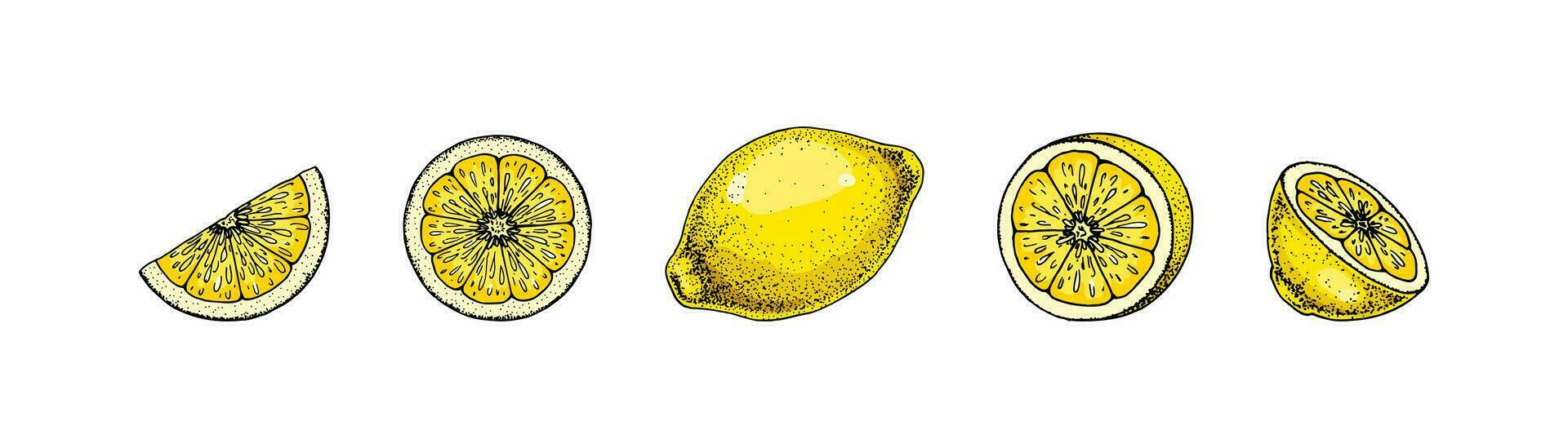Lemon slices. Colorful hand drawn vector illustration in sketch style. Tropical exotic citrus fruit summer design elements
