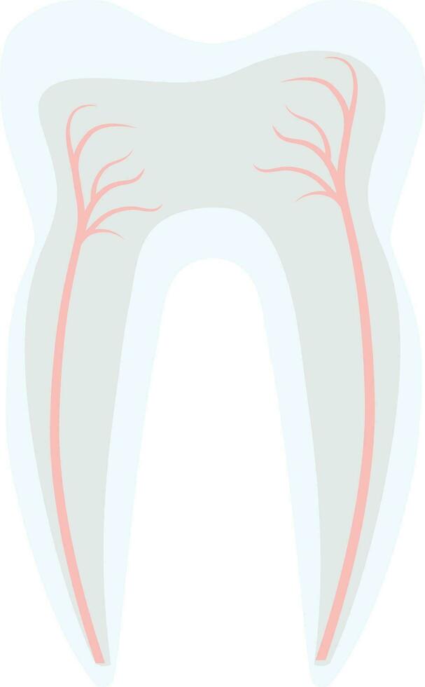 Tooth structure decoration design treatment stomatology vector