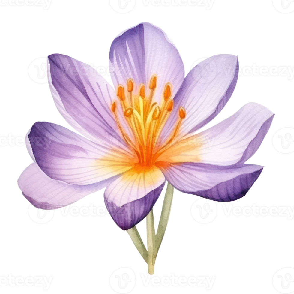 Saffron flower watercolor. Illustration png