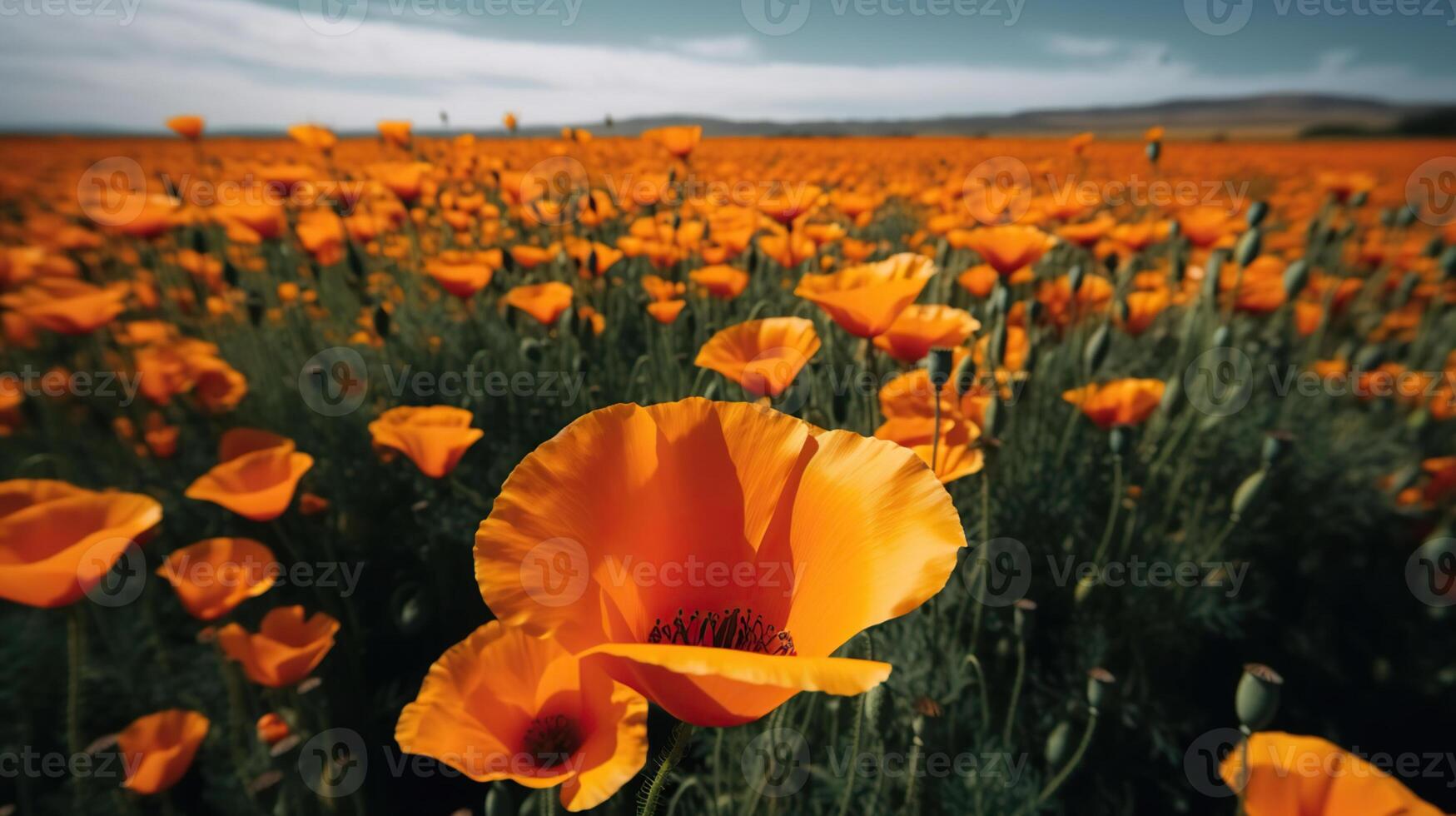 A field of many bright orange poppy flowers with a level horizon. photo