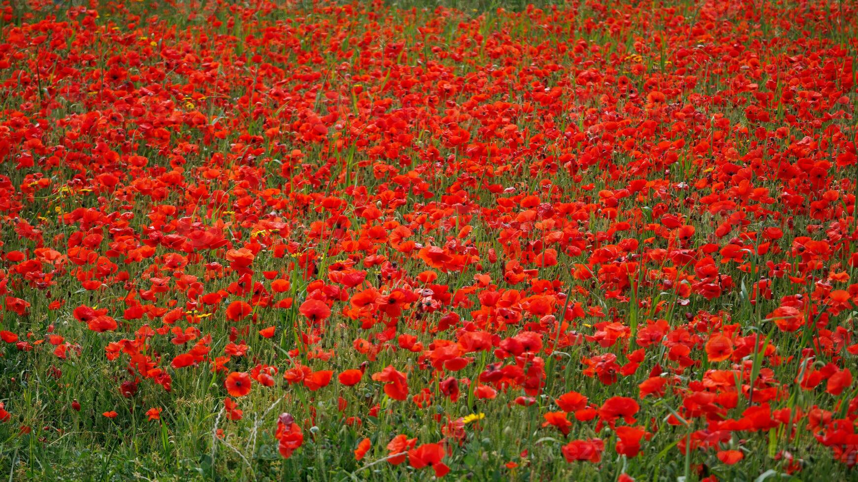 View of Poppies in bloom in a field in West Pentire Cornwall photo