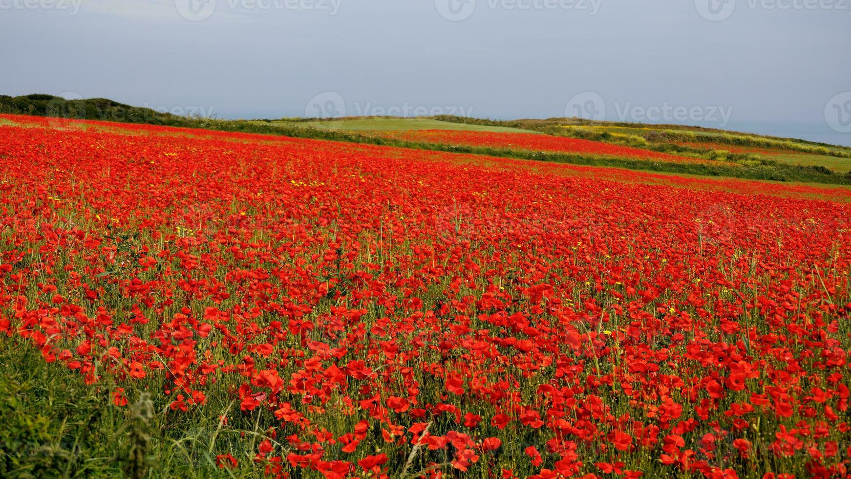 View of Poppies in bloom in a field in West Pentire Cornwall photo