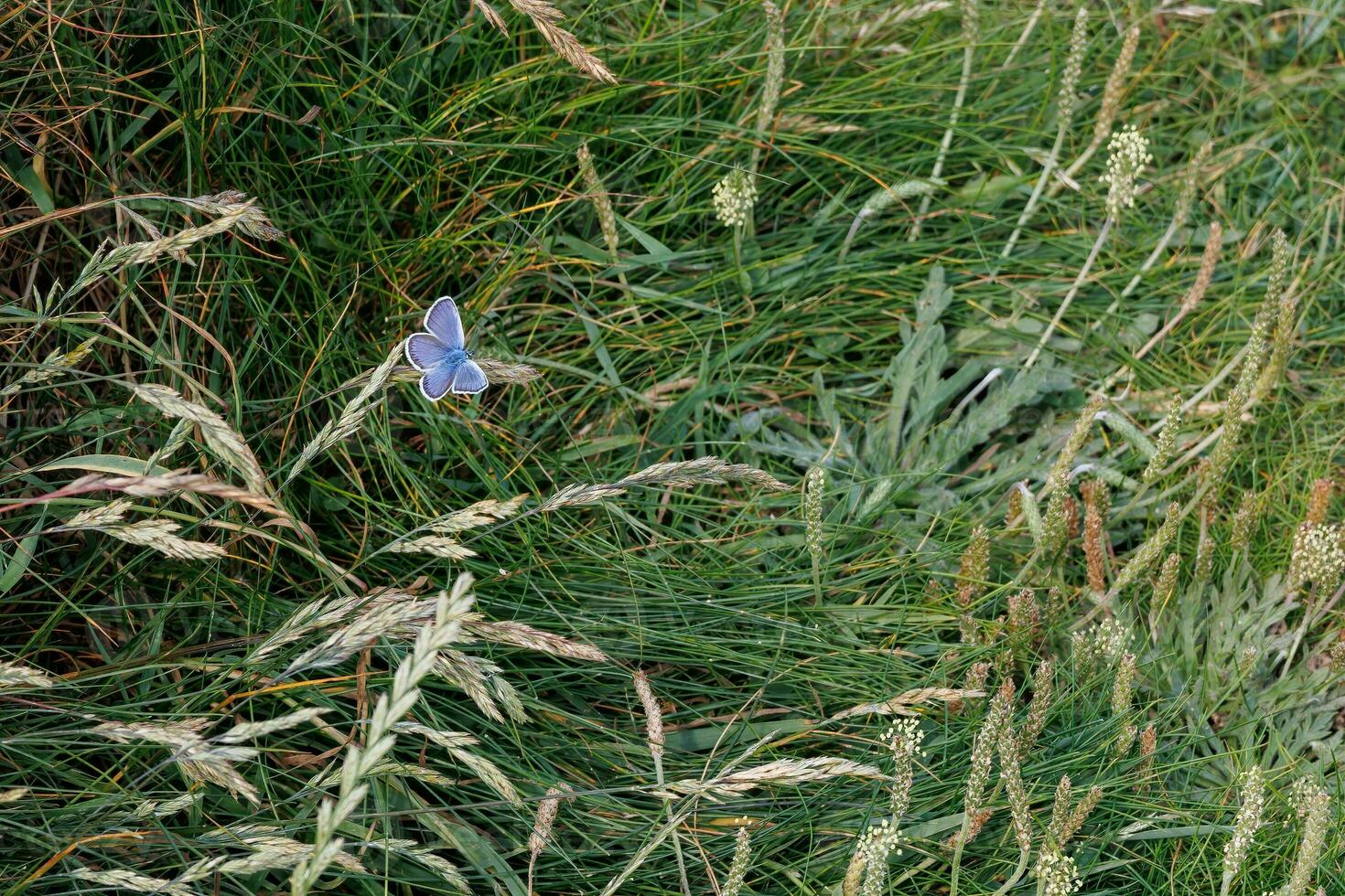Common Blue Butterfly , Polyommatus icarus, resting at West Pentire in Cornwall photo