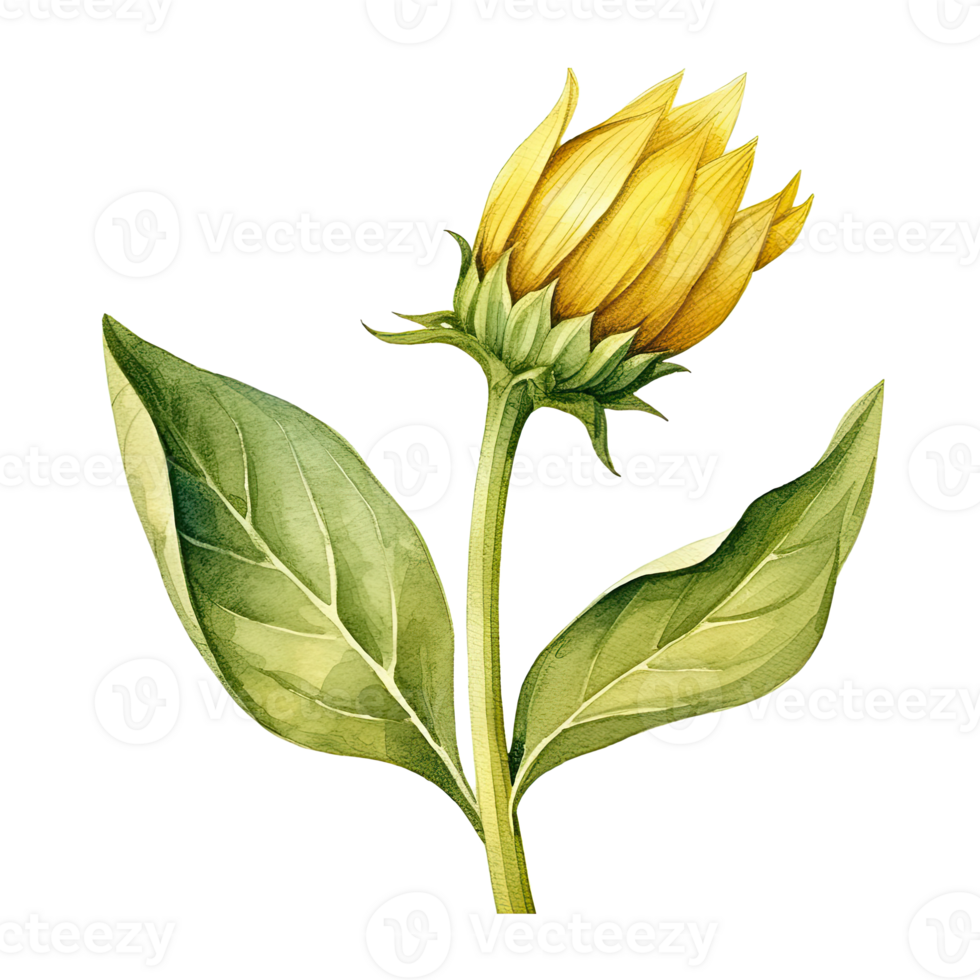 Sunflower watercolor isolated. Illustration png