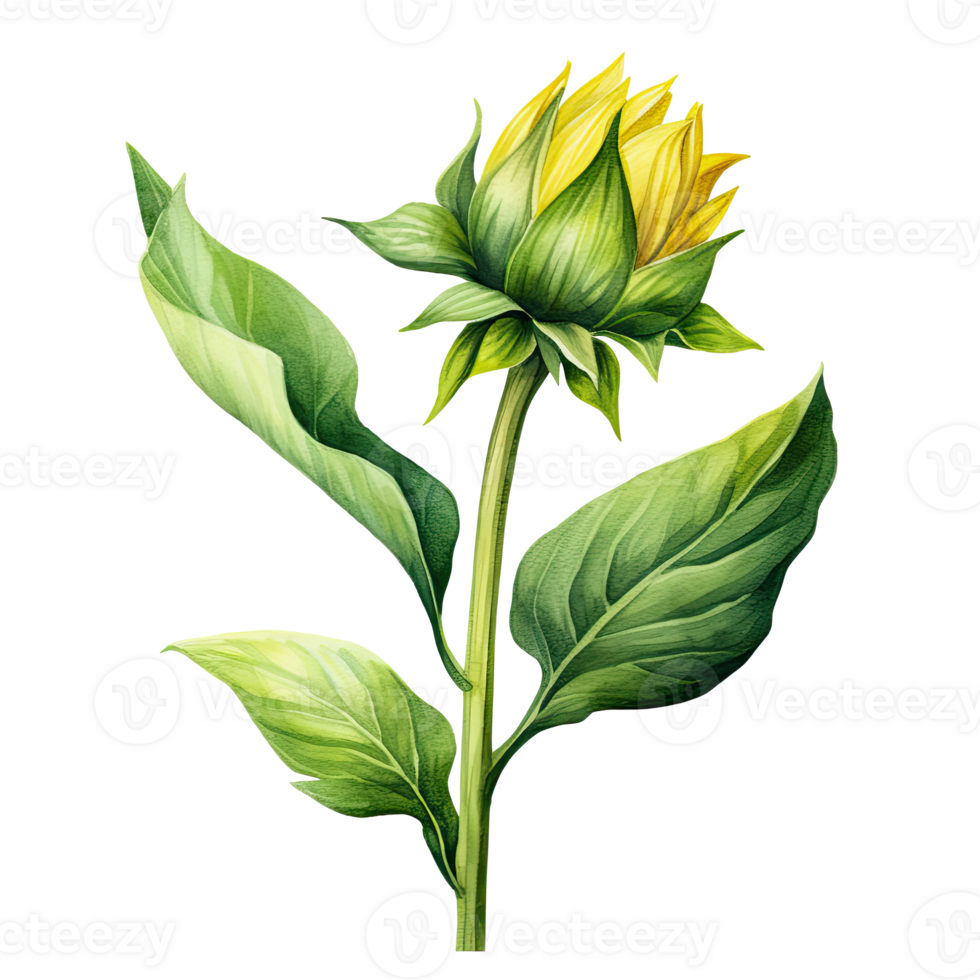 Sunflower watercolor isolated. Illustration png