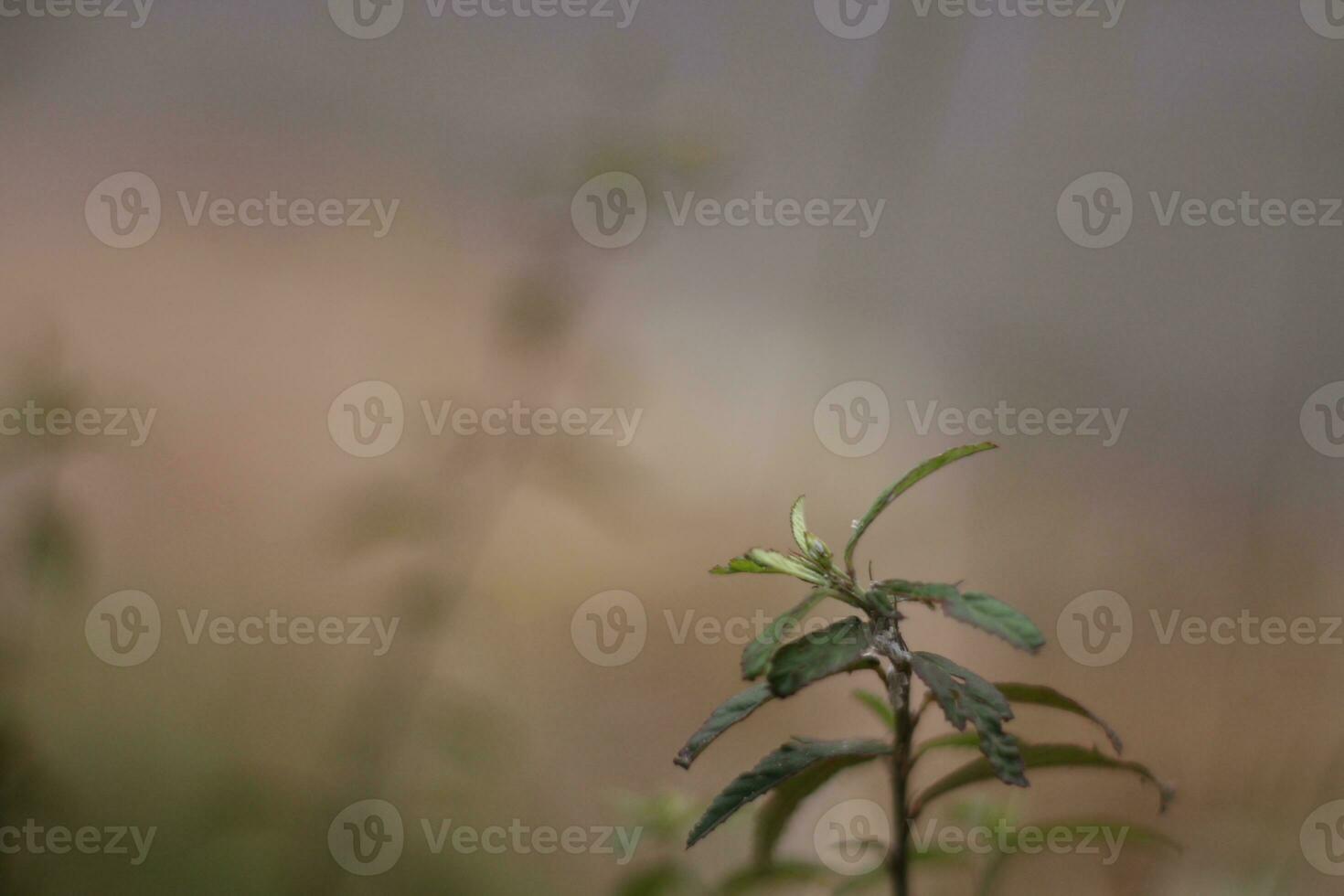 photo of wild plants on the side of the road with a blurred background