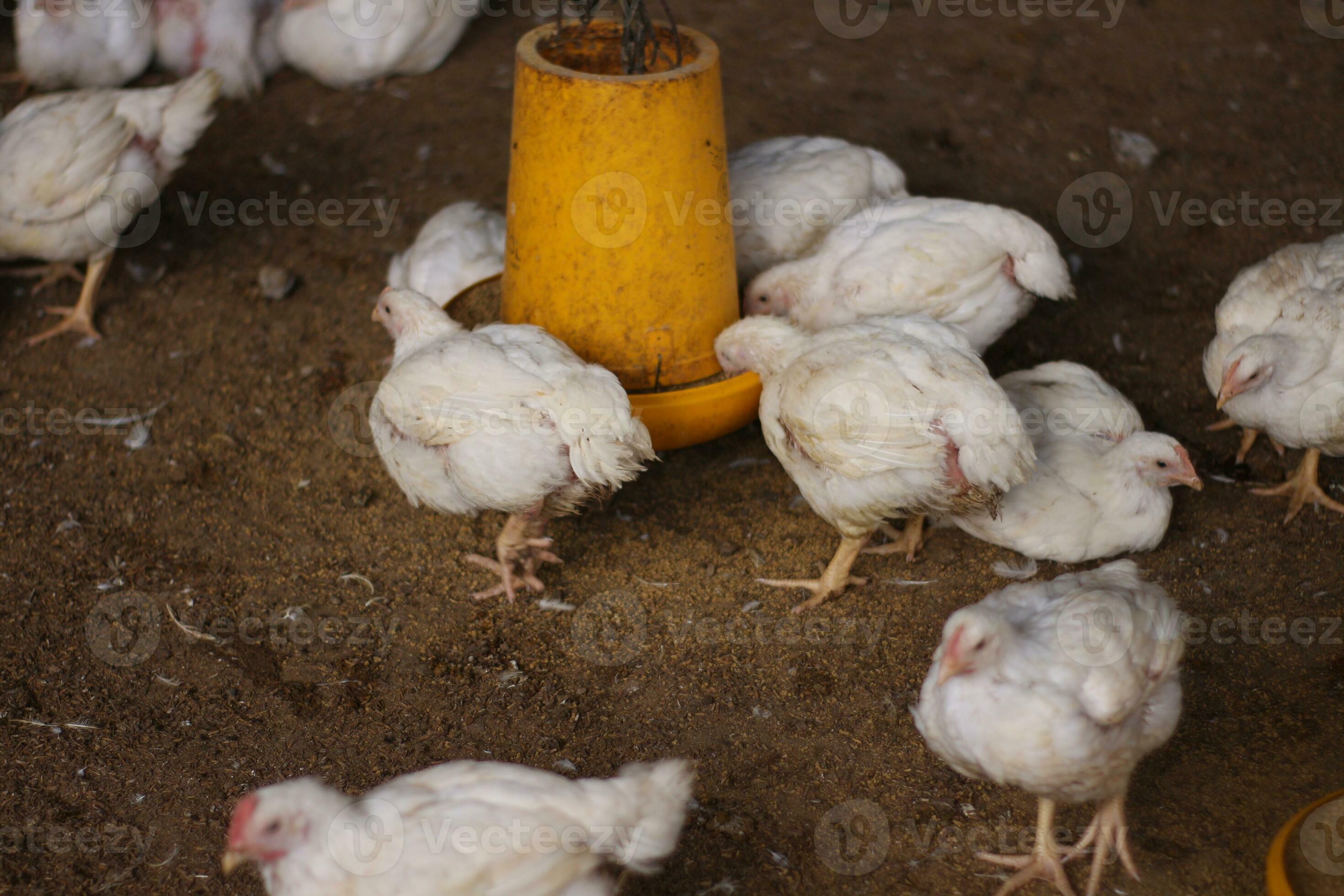 Overweight broiler chickens. A home business for the purpose of meat poultry farming. White
