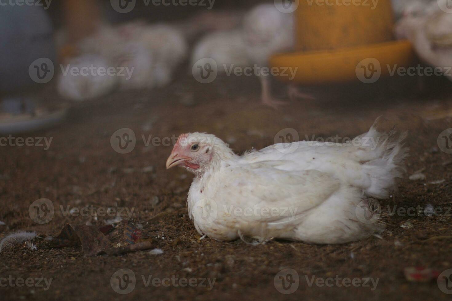 Overweight broiler chickens. A home business for the purpose of meat poultry farming. White