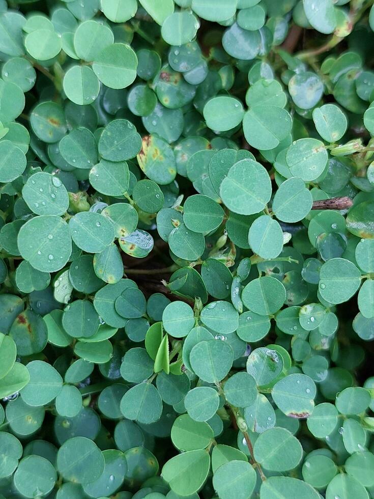 Green leaf background photo