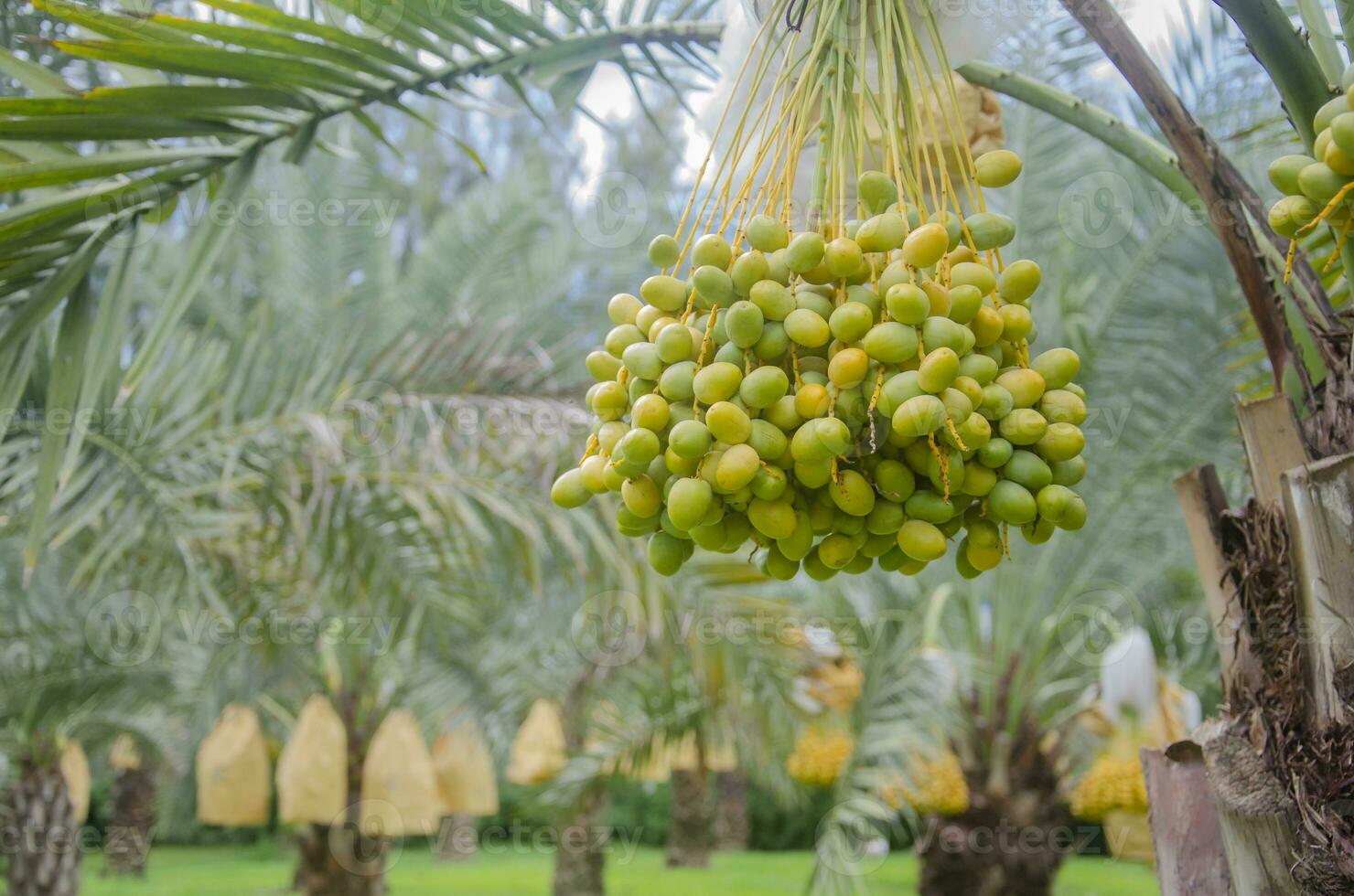 Fresh green date palms on the tree in the garden photo