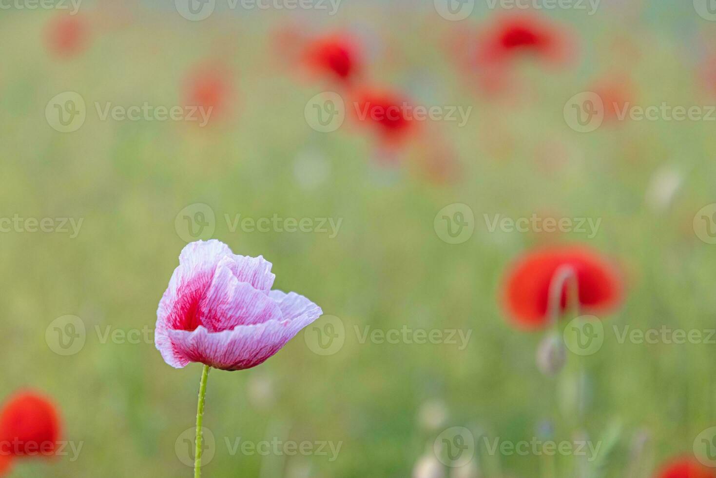 Image of poppy field in bloom during the day photo