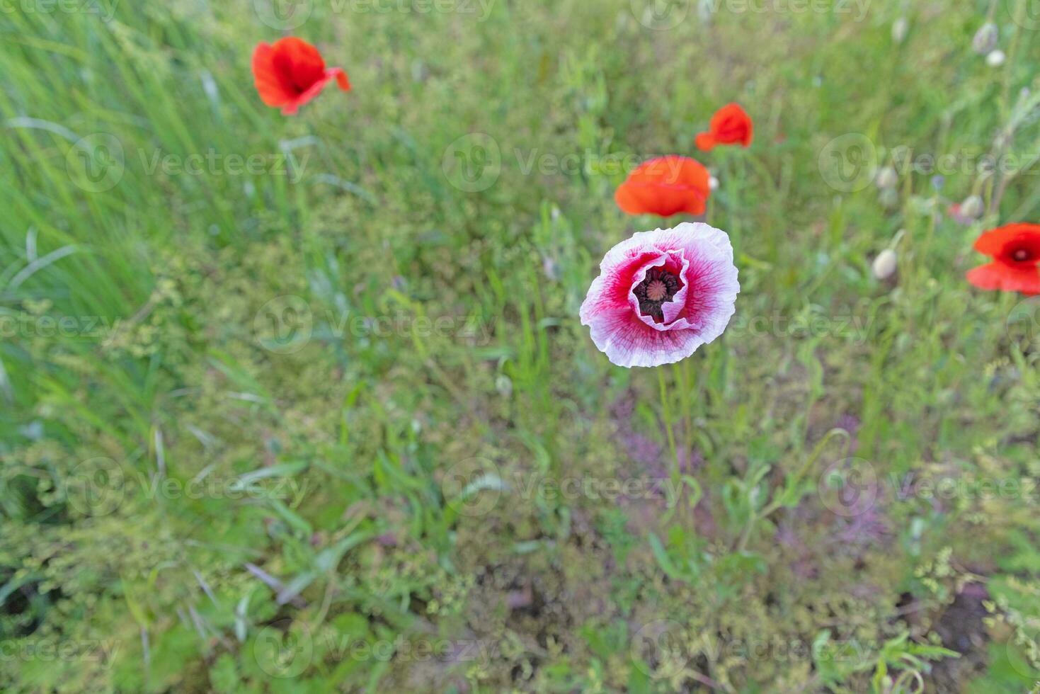 Image of poppy field in bloom during the day photo