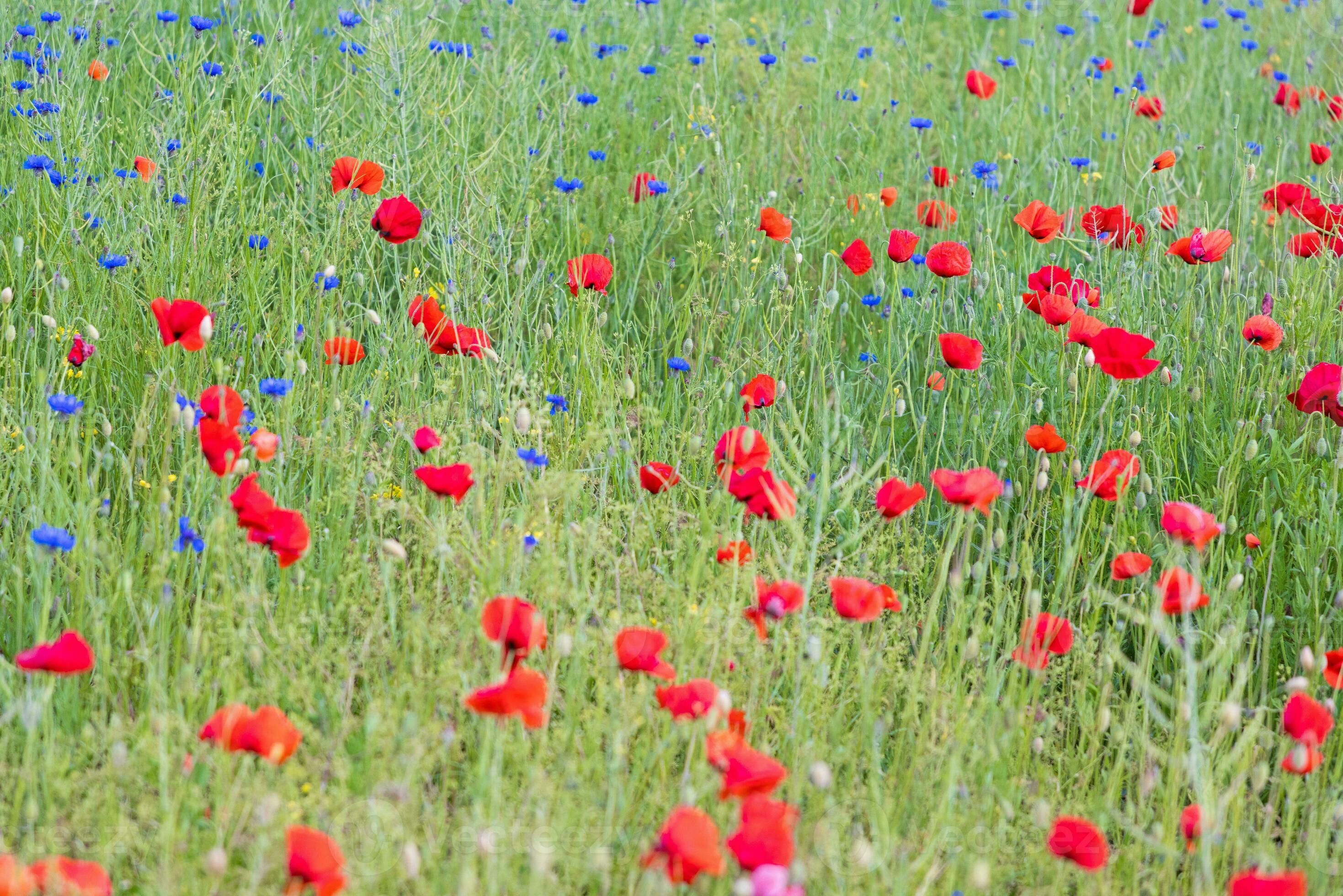 Image of poppy field in bloom during the day 25402173 Stock Photo at
