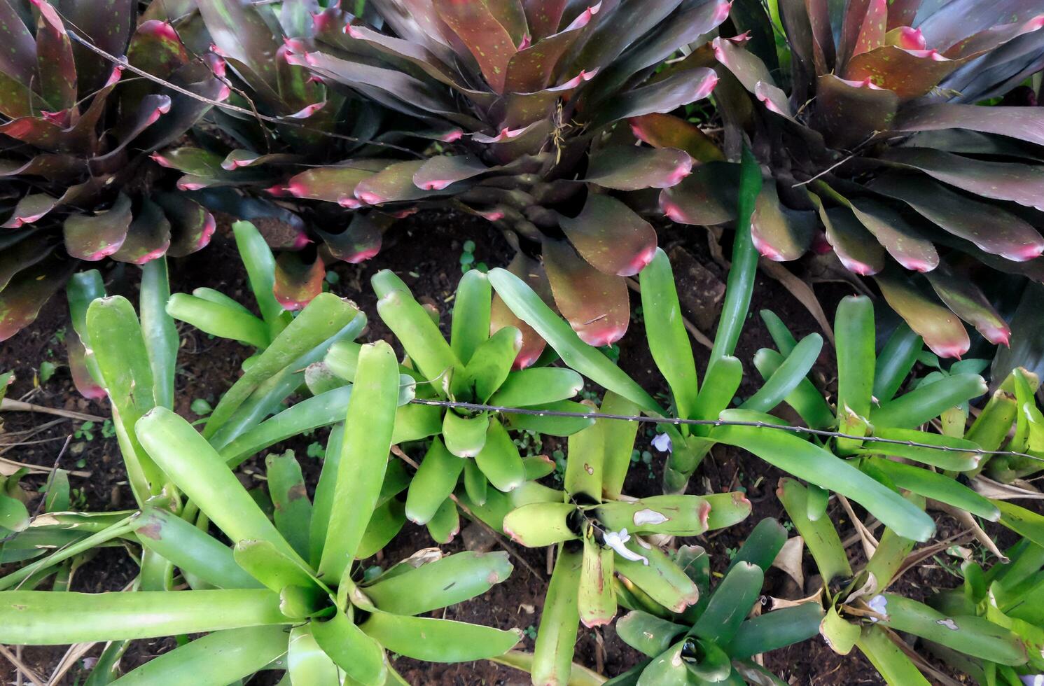 wallpaper, a collection of nature background photos textured with plant leaves