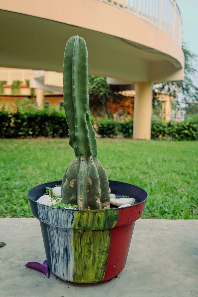 Close up photo of a cactus plant in a pot in a garden