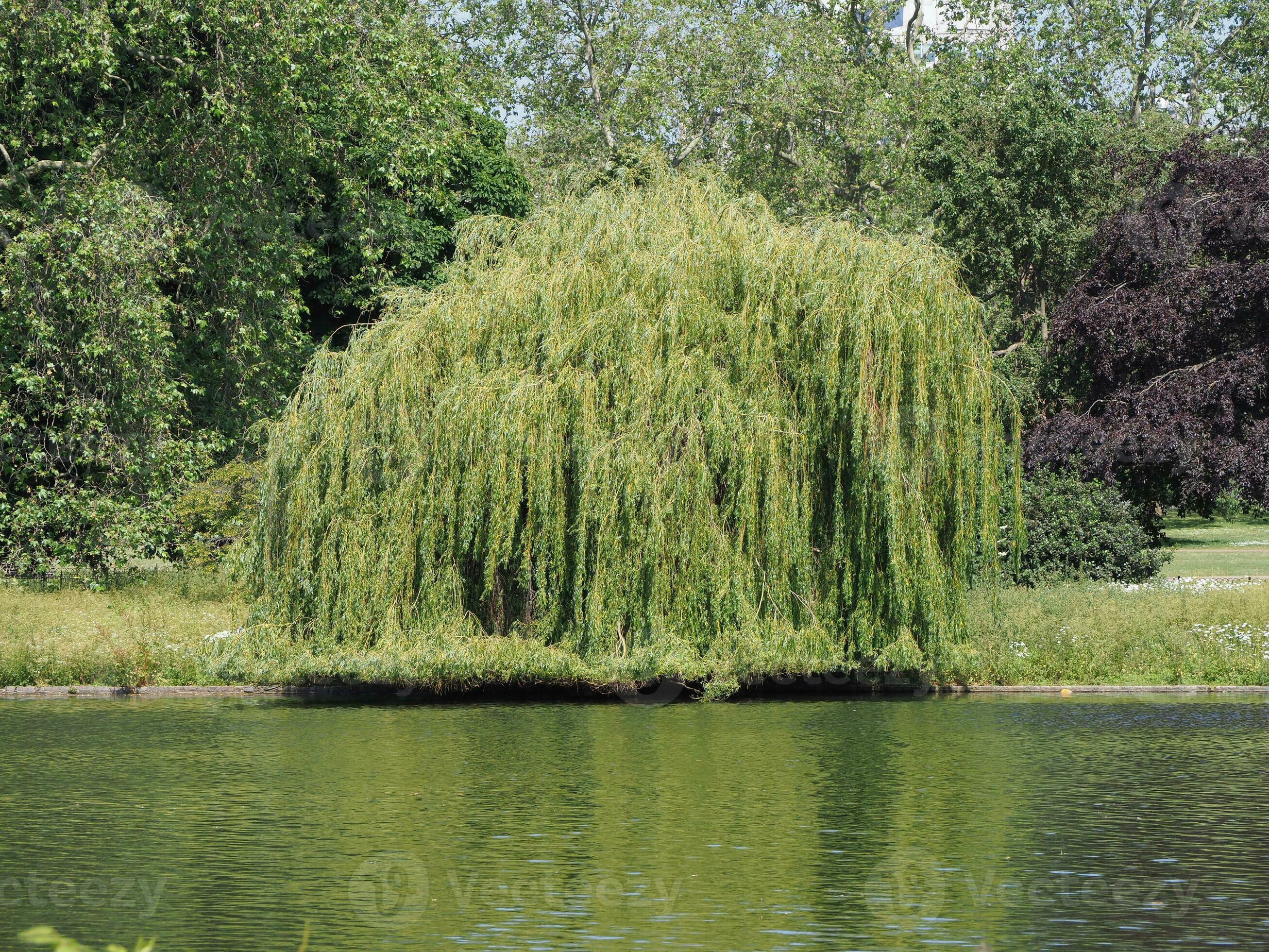 Weeping willow tree, Salix babylonica