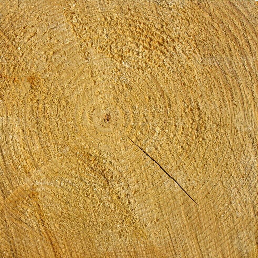 industrial style Wood rings texture photo