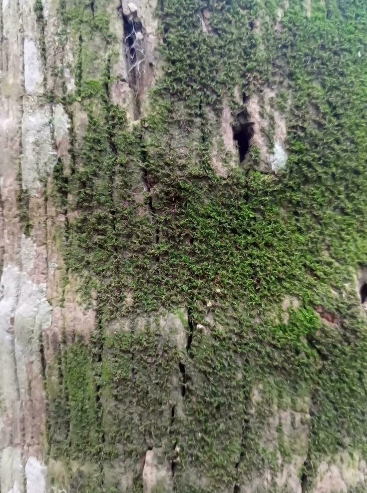 textura de corteza de árbol foto