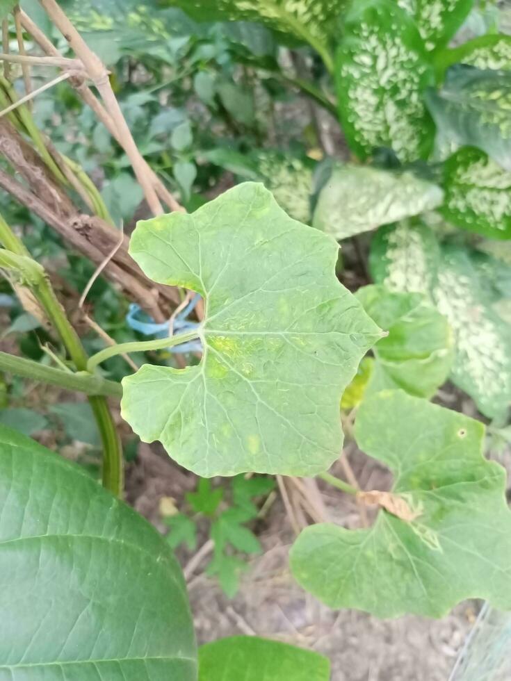 Nice Green Leaf photo