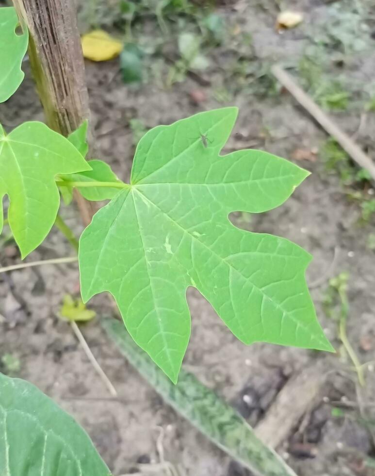 Nice Green Leaf photo