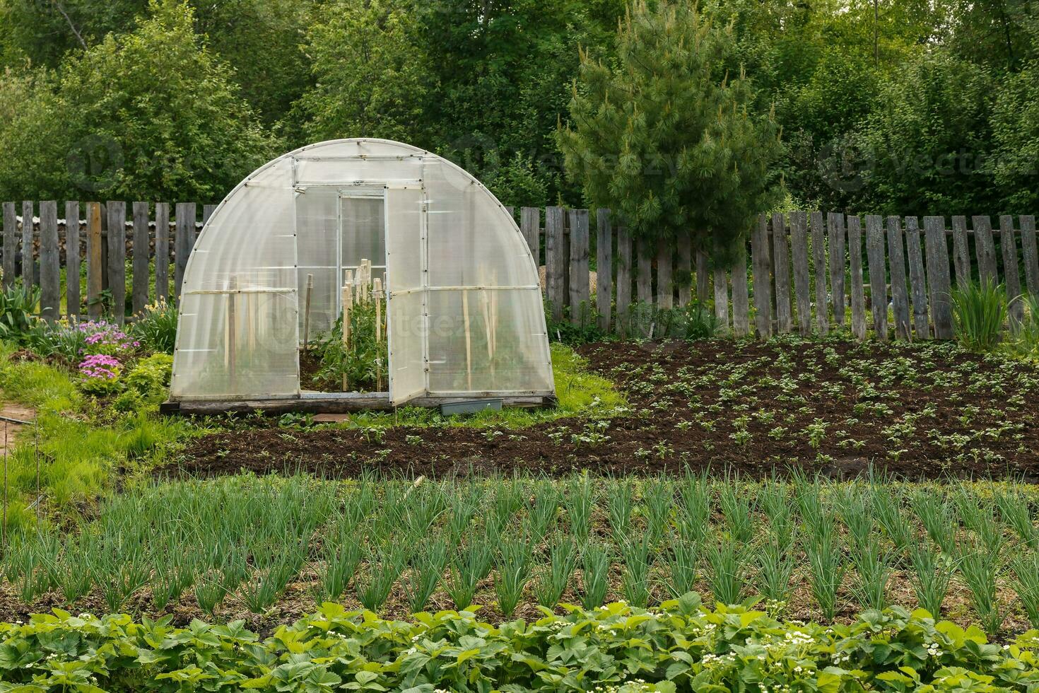 Greenhouse for growing vegetables in the vegetable garden photo