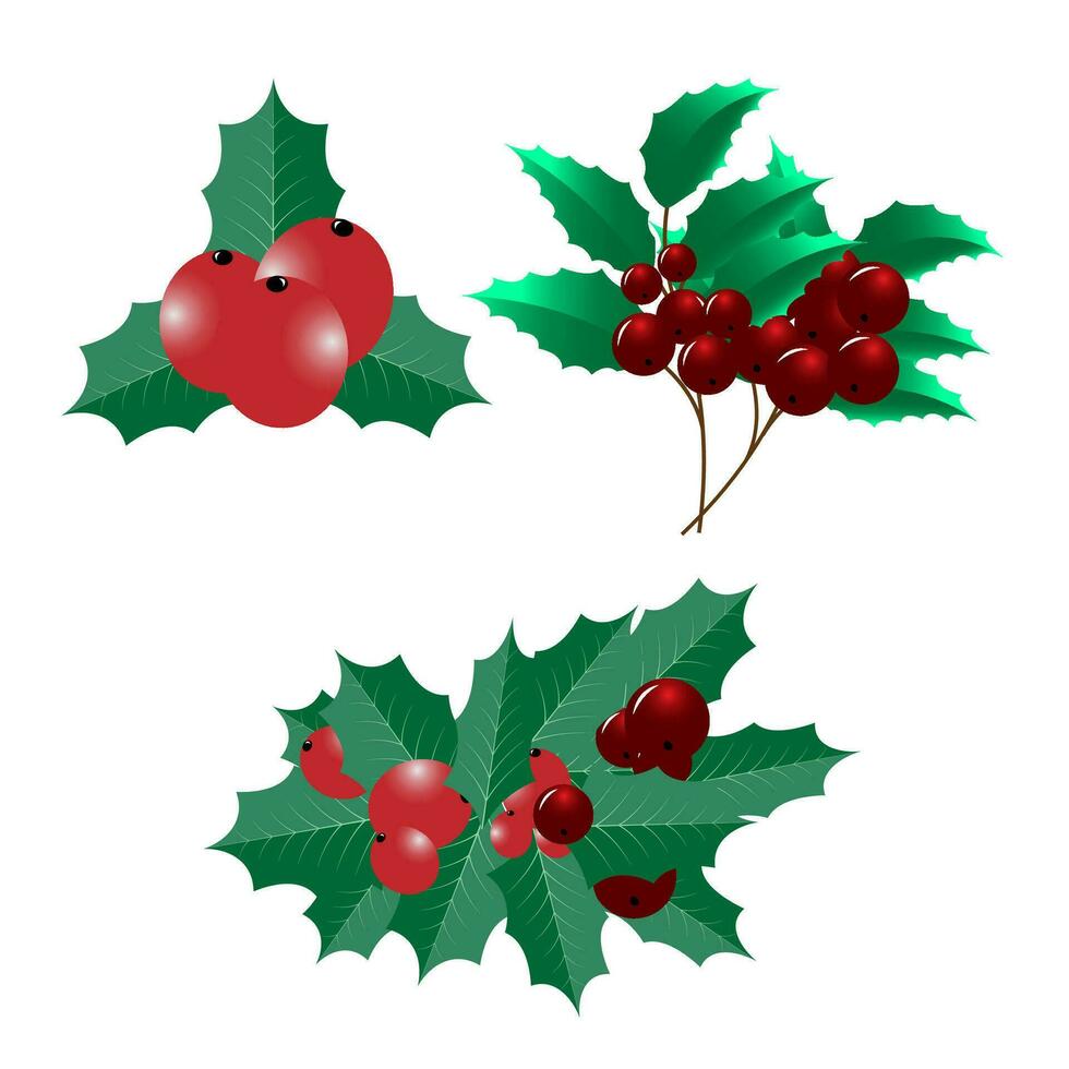 Christmas Holly Leaf Clipart vector