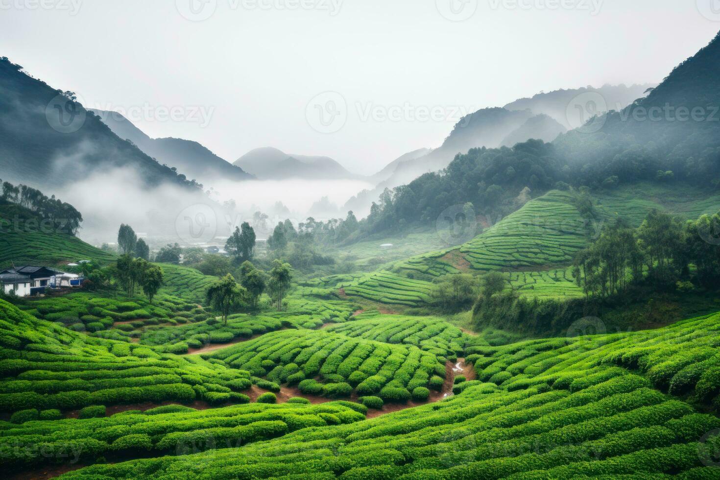 view of green tea plantations in the hills, beautiful view generative ai photo