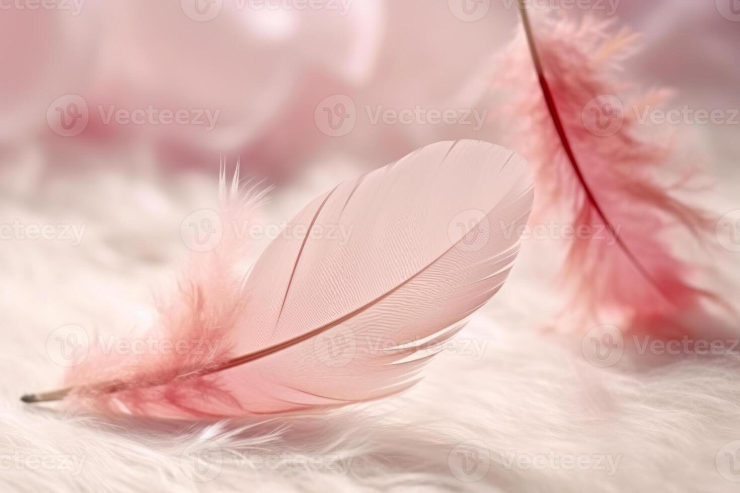 pink delicate feathers photo
