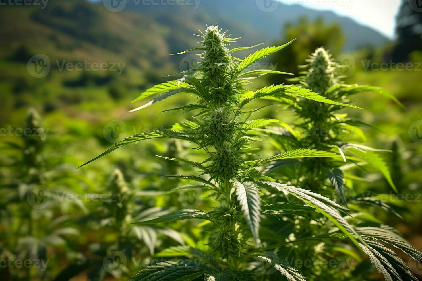 floración al aire libre canabis plantas generativo ai foto