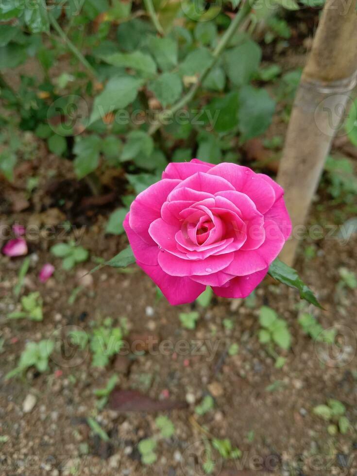 Beautiful pink rose after with dew photo